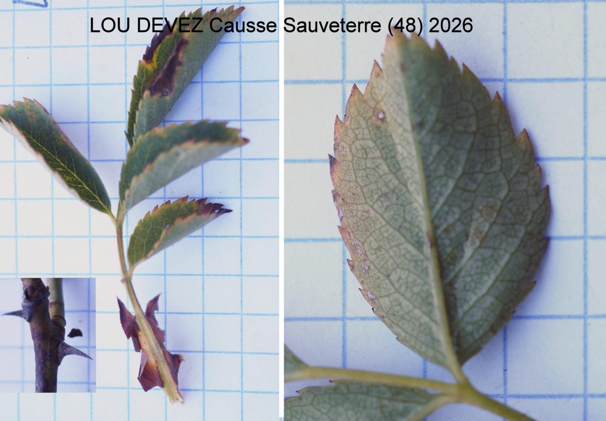 Rose, Dog leaf